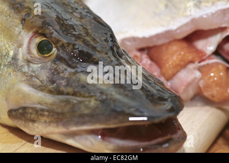 Angeln Sie Hecht. In der polnischen Küche, auf dem polnischen Tisch. Vorbereitung der Hecht in Gelee, polnische Küche Spezialität. Stockfoto