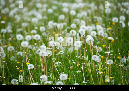 Eingereichten voller gemeinsamen Löwenzahn (Taraxacum Officinalis) in Saatgut Yorkshire, Großbritannien Stockfoto