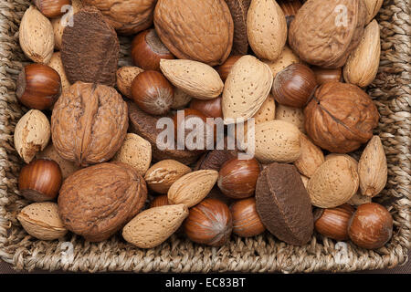 Verschiedene Arten von Nüssen in Muscheln, Paranüsse, Mandeln, Haselnüsse und Walnüsse. Stockfoto