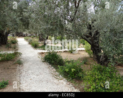 Olivenbäume im Garten Gethsemane am Fuße des Ölbergs in Jerusalem