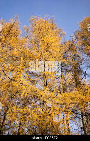 Larix Decidua. Europäische Lärche Baum im Herbst Stockfoto