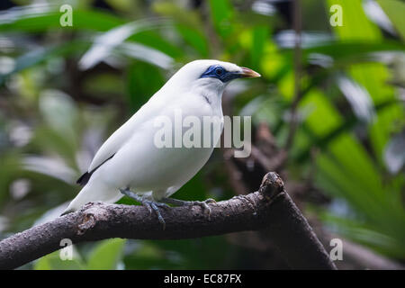 Balistar (Leucopsar Rothschildi), Bali Bird Park, Indonesien Stockfoto