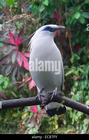 Balistar (Leucopsar Rothschildi), Bali Bird Park, Indonesien Stockfoto