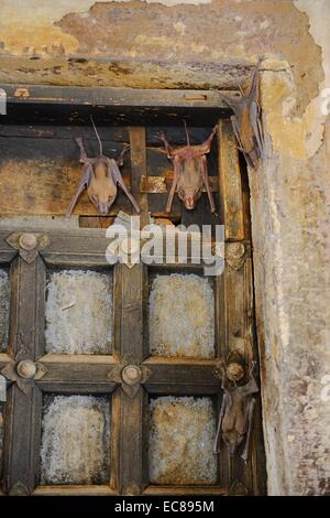 Indien, Rajasthan, Mewar Region, Stadt Bundi, Fledermäuse im Garth Palace Stockfoto