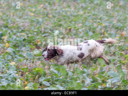 6. Dezember 2014 schießen Elton Hall Estates Tag. Stockfoto