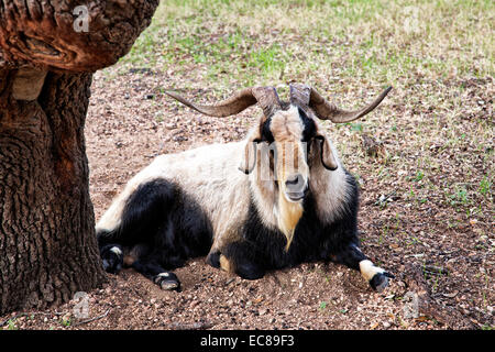 Spanischer RAM-Ziegenbock "Capra aegagrus Circus", der von einem Baum ruht. Stockfoto