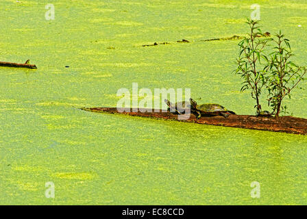 Drei Schildkröten auf einem Baumstamm in einem Sumpfgebiet-Teich. Stockfoto