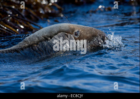 Ein grau-Siegel (Halichoerus Grypus) aus den Gewässern der Farne Islands in Northumberland, England Stockfoto