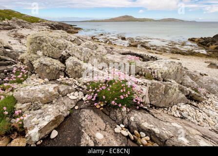 Sparsamkeit oder Meer rosa Blüten (Armeria Maritima) wächst unter den Felsen am Strand mit Blick auf Eriskay. South Uist Hebriden Schottland Stockfoto