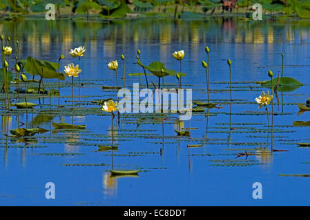 Lotusblumen im Sommer unter blauem Himmel. Stockfoto