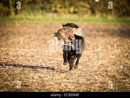 6. Dezember 2014 schießen Elton Hall Estates Tag. Stockfoto