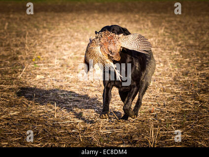 6. Dezember 2014 schießen Elton Hall Estates Tag. Stockfoto