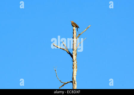 Ein Northern Flicker (Colaptes Auratus) Specht auf der Suche nach Nahrung auf einer toten Baumkrone. Stockfoto