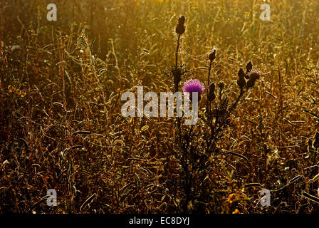 Eine Magenta Distel Blume oder Milch Distel in der Morgensonne, umgeben auf dem Gebiet von anderen Gräser und Unkraut mit Spinnennetz Stockfoto