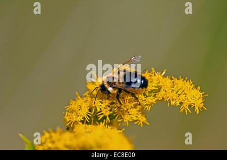 Bienen sammeln Nektar auf Solidago, Goldrute Blüte. Stockfoto