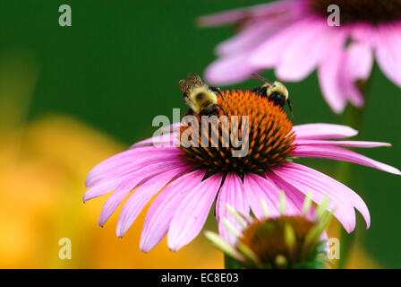 Ein rosa Echinacea, allgemein bekannt als ein Sonnenhut mit Bienen ernähren sich von Nektar, close-up. Stockfoto