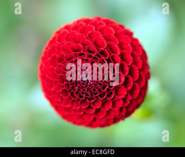 Nahaufnahme einer einzelnen Blume Pompom Dahlie Stockfoto