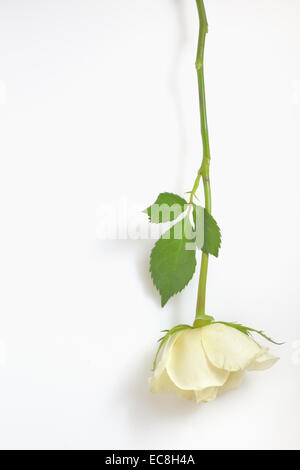 Eine einzelne weiße Rose auf weißem Hintergrund isoliert Stockfoto
