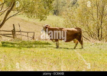 Nahaufnahme der Kuh auf der Weide in Bergregion blickte. Stockfoto