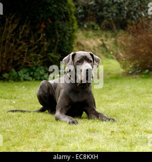 Blaue Deutsche Dogge Hund, eines der weltweit höchste Rasse von Hunden, bekannt für ihre freundliche Art enormen Körper & großer hoch Höhe Stockfoto