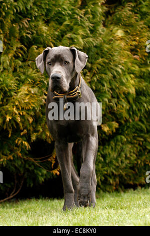 Blaue Deutsche Dogge Hund, eines der weltweit höchste Rasse von Hunden, bekannt für ihre freundliche Art enormen Körper & großer hoch Höhe Stockfoto