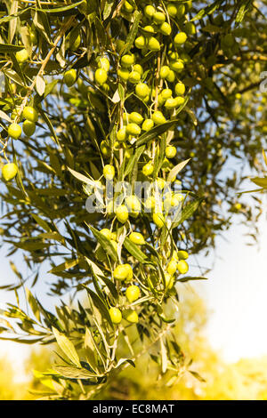 Zweig mit grünen Oliven mit blauem Himmel, Kalamata, Griechenland Stockfoto