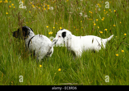 Zwei schwarze & weißen Welpen spielen spielerisch glücklich Spaß in einer wilden Butterblume & Rasen Wiese Feld untersuchen Stockfoto