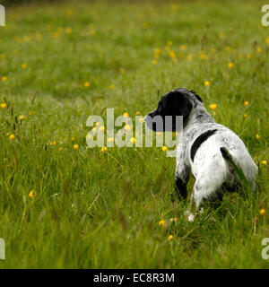 Quadratische Bild eines wunderschönen schwarzen & weißen Welpen posiert in Wildblumenwiese, Hund mit Flecken & Flecken auf der ganzen Rute angedockt Stockfoto