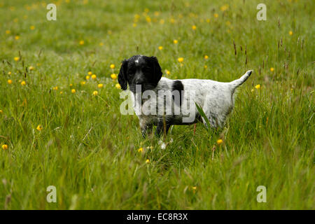 Landschaftsbild eines wunderschönen schwarzen & weißen Welpen posiert in Wildblumenwiese, Hund mit Flecken & Flecken auf der ganzen Rute angedockt Stockfoto