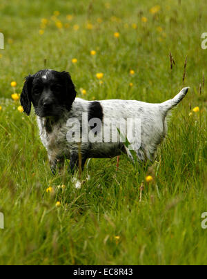 Porträtbild eines wunderschönen schwarzen & weißen Welpen posiert in Wildblumenwiese, Hund mit Flecken & Flecken auf der ganzen Rute angedockt Stockfoto