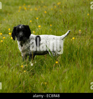 Quadratische Bild eines wunderschönen schwarzen & weißen Welpen posiert in Wildblumenwiese, Hund mit Flecken & Flecken auf der ganzen Rute angedockt Stockfoto