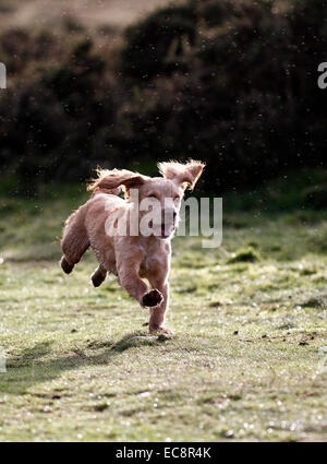 Welpen-Spielzeit auf dem Lande. Porträtbild eines Cocker Spaniel Welpen auf Moorland Rasen schießen Jagdhund Arbeiten ausgeführt Stockfoto