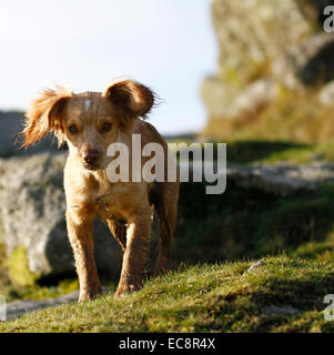 Welpen-Spielzeit auf dem Lande. Quadratische Bild eines Cocker Spaniel Welpen suchen geradeaus in Richtung Kamera auf moorland Stockfoto