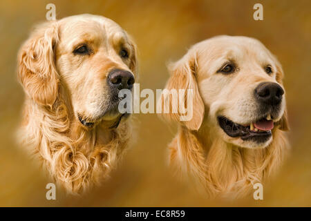 Kopf-Studie von zwei Golden Retriever eine Wohnung beschichtet & ein lockiges beschichtet. Diese Rasse ist als Waffe Jagdhund gezüchtet. Stockfoto