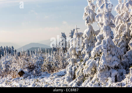 Winter auf der "Kahler Asten", dem höchsten Berg in Nord Rhein Westfalen, Deutschland, mit 841 Metern Höhe. Stockfoto