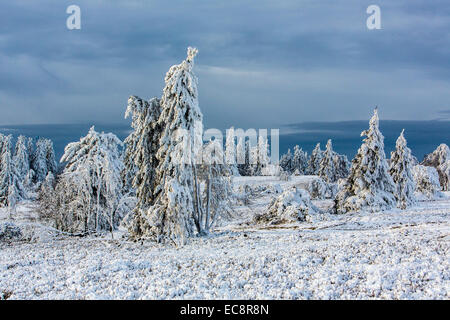 Winter auf der "Kahler Asten", dem höchsten Berg in Nord Rhein Westfalen, Deutschland, mit 841 Metern Höhe. Stockfoto