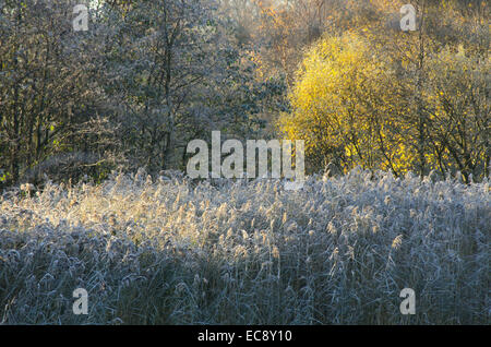 Schilf und Bäumen in der Morgendämmerung im Hogganfield Park in Glasgow, Schottland Stockfoto