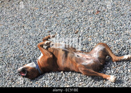 Ein Boxer Hund in eine lustige Schlafposition Stockfoto