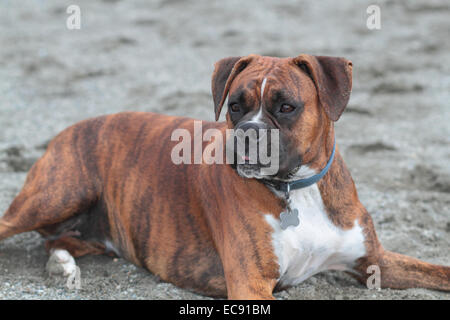 Ein Boxer Hund mit einem lustigen Gesichtsausdruck Stockfoto