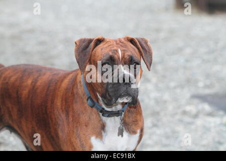 Ein Boxer Hund suchen, wachsam und schützende Stockfoto