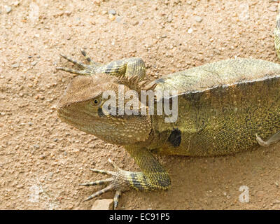 Australien Eastern Wasser Drachen in freier Wildbahn mit Krallen der vorderen "Hände" ausgestreckt und sonnen sich auf der Oberfläche des großen Felsen Stockfoto