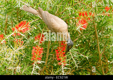 Laut Bruder Vogel, Philemon Corniculatus, australische Honigfresser ernähren sich von roten Blüten der einheimischen Bottlebrush / Zylinderputzer Baum im Garten Stockfoto