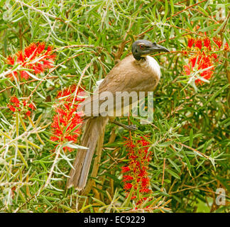 Laut Bruder Vogel, Philemon Corniculatus, australische Honigfresser unter roten Blüten der einheimischen Bottlebrush / Zylinderputzer Baum im Garten Stockfoto