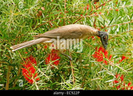 Laut Bruder Vogel, Philemon Corniculatus, australische Honigfresser ernähren sich von roten Blüten der einheimischen Bottlebrush / Zylinderputzer Baum im Garten Stockfoto