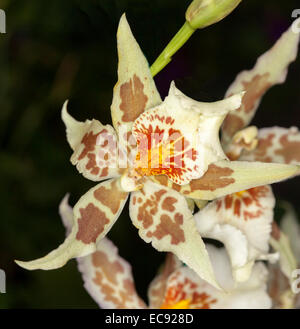 Schöne & ungewöhnliche Orchidee Blume, Aliceara Tropic Tom "Blasses Gesicht", weiß mit braunen & lebhaft orange Muster auf schwarzem Hintergrund Stockfoto