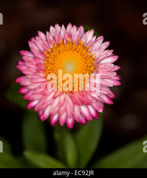 Hell rosa ewige Daisy / Strawflower, Xerochrysum Syn Helichrysum Bracteatum, mit dunkelgrünen Blätter auf schwarzem Hintergrund Stockfoto