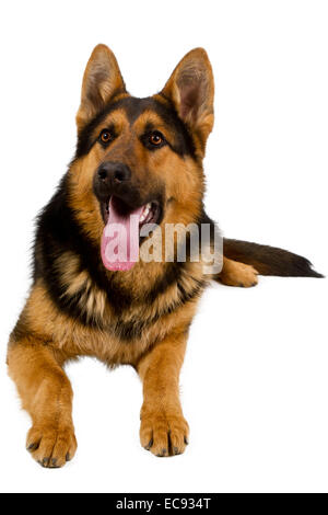 Deutscher Schäferhund liegend, isoliert auf weißem Hintergrund, Studio gedreht. Stockfoto