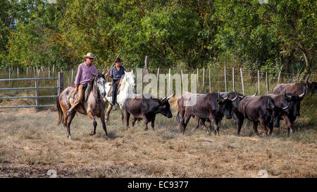 Französische Guardiansons auf Pferd, Camargue, Frankreich Stockfoto