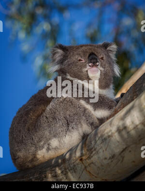 Koala (Phascolarctos cinereus), Erwachsener, Porträt, Australien Stockfoto