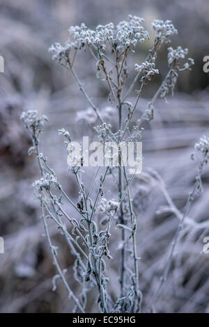 Gefrorene welken grünen Frost abgedeckt kühlen kalten kalten winter Stockfoto